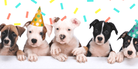 https://www.ghhs.org/wp-content/uploads/2017/04/puppy-party-480x240.png